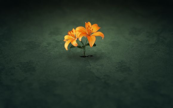 xp系统上网如何设置